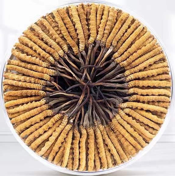 阿瓦提冬虫夏草回收